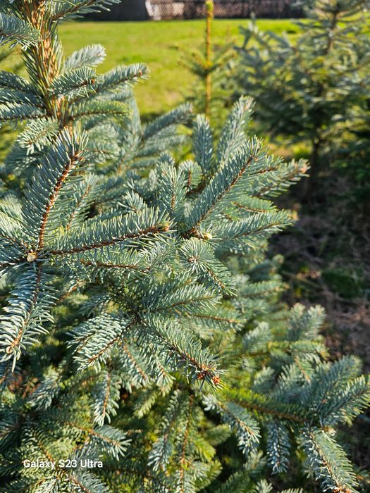 Brad argintiu cu balot de pamant