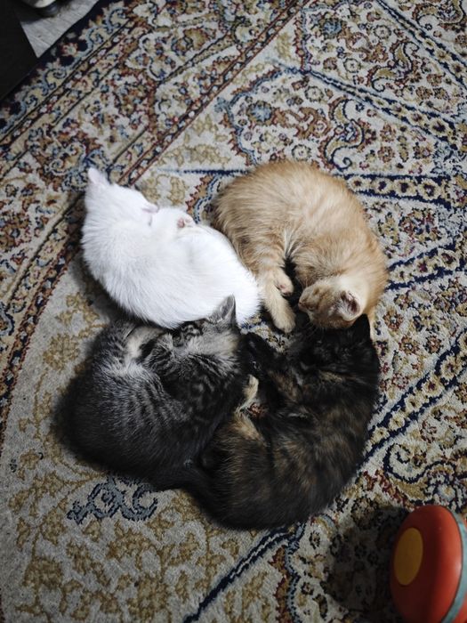 Отдам котят в хорошие руки