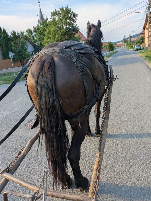 Vând iapă de  4  ani
