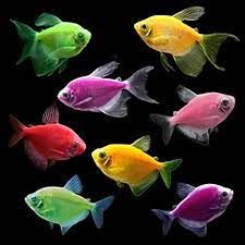 Pesti de Acvariu ; Tetra color