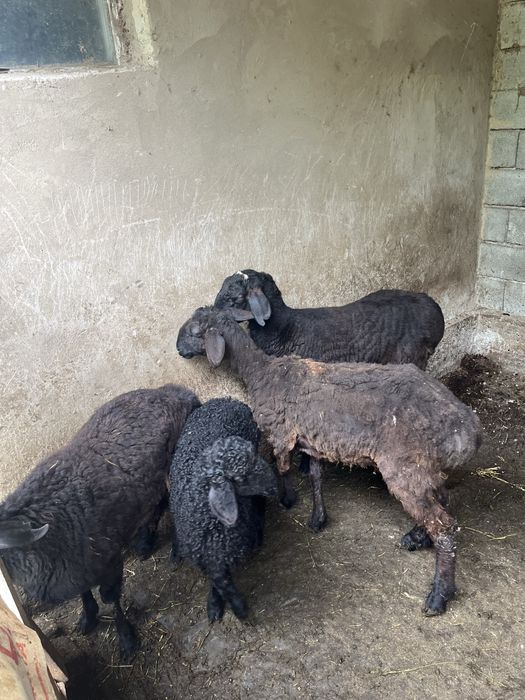 Сатылатын қой лар бар