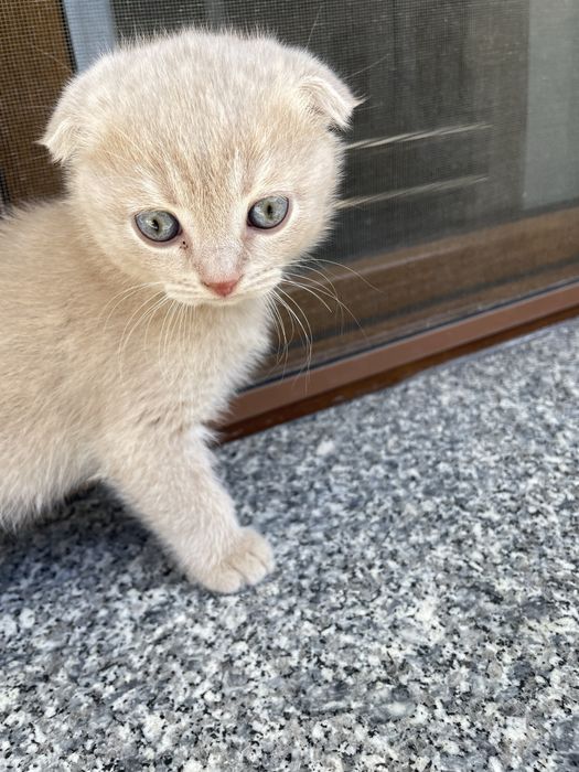 Fohishalarning shaxsiy jinsiy aloqa fotosuratlari