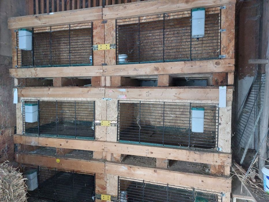 Cuști pentru iepuri