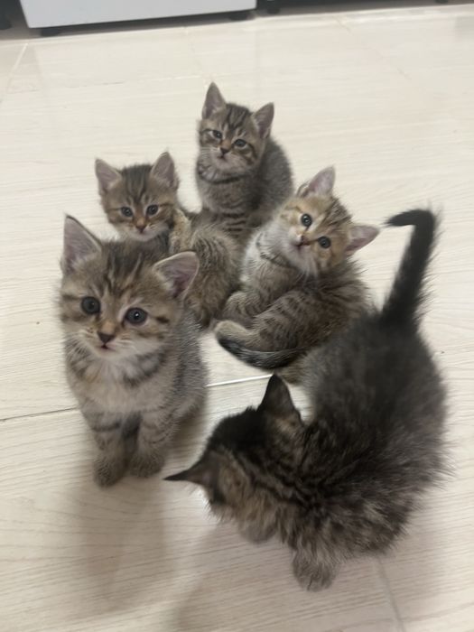 Раздаем котят в добрые руки.