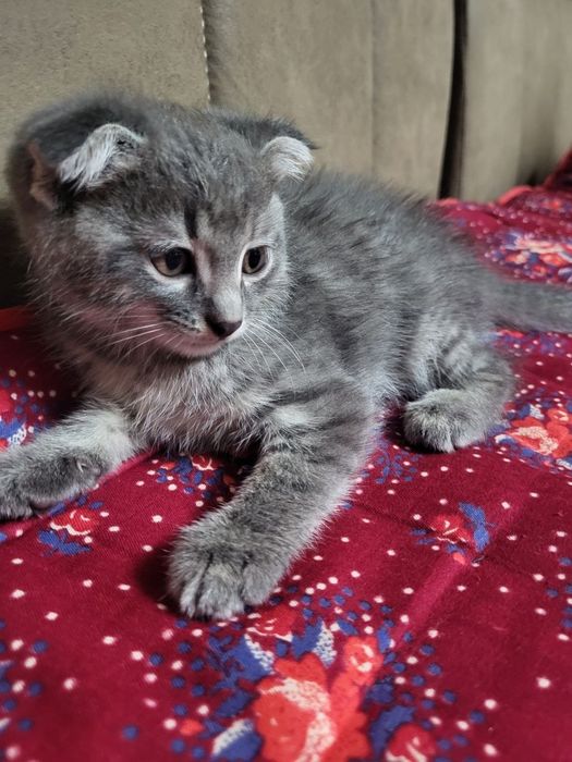 Продается котят и мат пародистие город Бухара харошим руках подарю