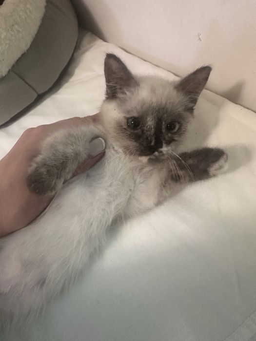Сиамская кошечка котенок