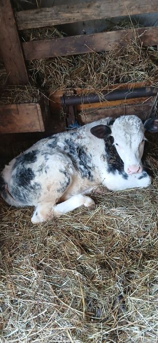 Vaca cu vițel de vânzare