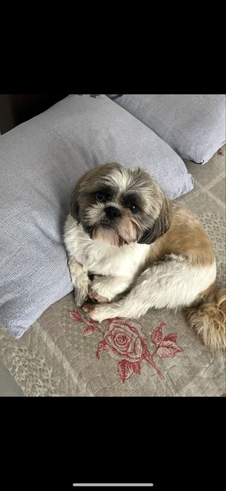 Мальчик ши тцу ищет невесту