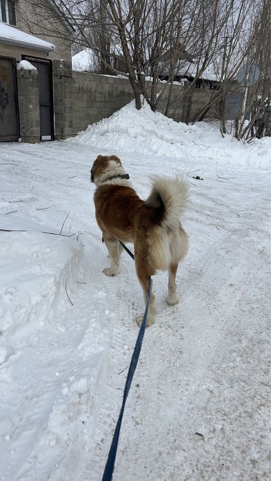 На вязку Кобели. Сао.
