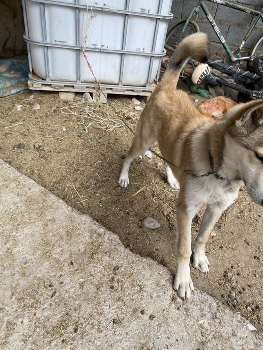Лайка сыңарымен сатылады
