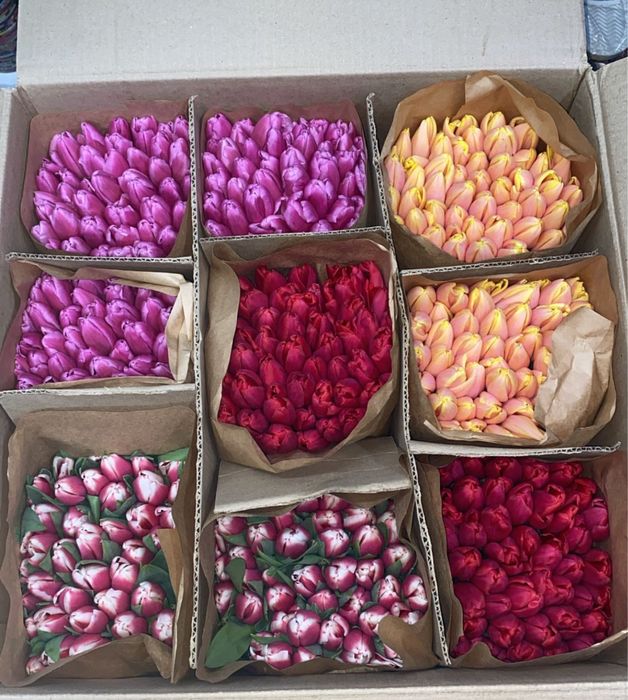 Тюльпаны большие оптом
