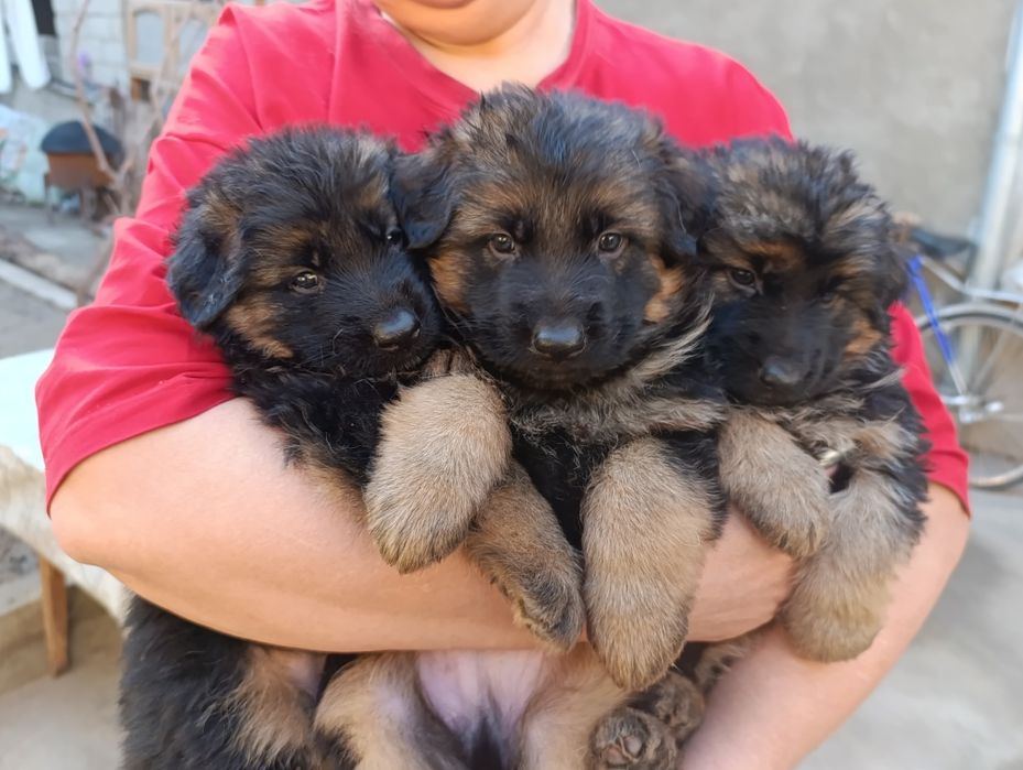 НЕМЦКАЯ АВЧАРКА длиношерстная