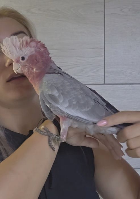 Puișori foarte blânzi Roza Kakadu (Galah)