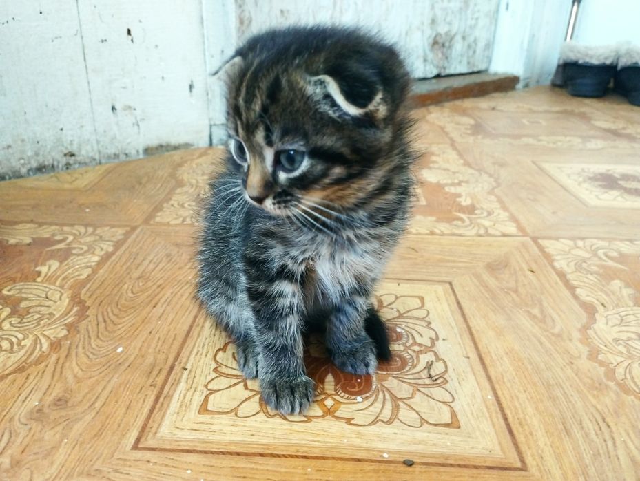 Продам кота .девочка.