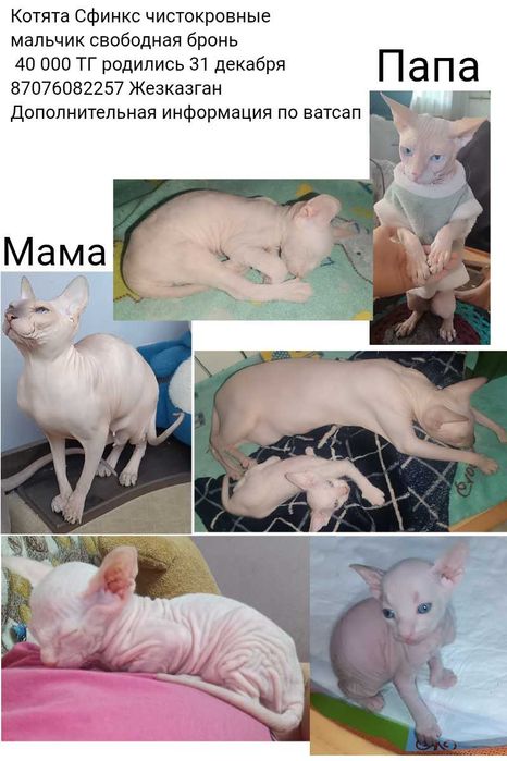 Котята Сфинкс 40000