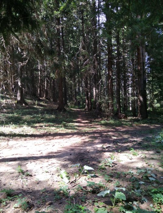 Продава се Парцел в с. Паничище, Област Кюстендил - 2500 кв.м за 80 €/кв.м - Снимка #1