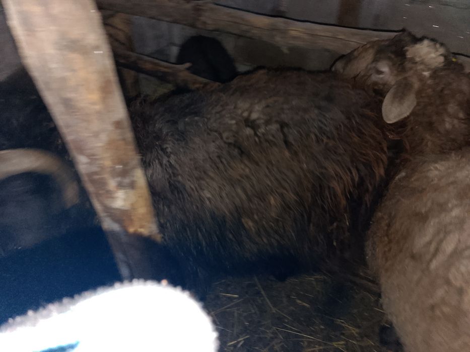 Қой сатылады. 1k