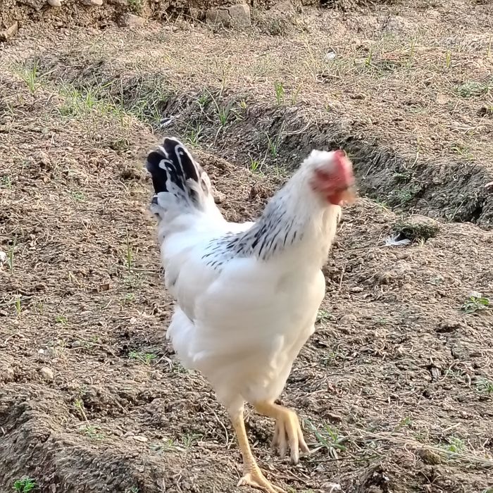 Adler xo'rozlari