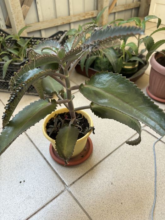 Продается лечебная каланхоэ