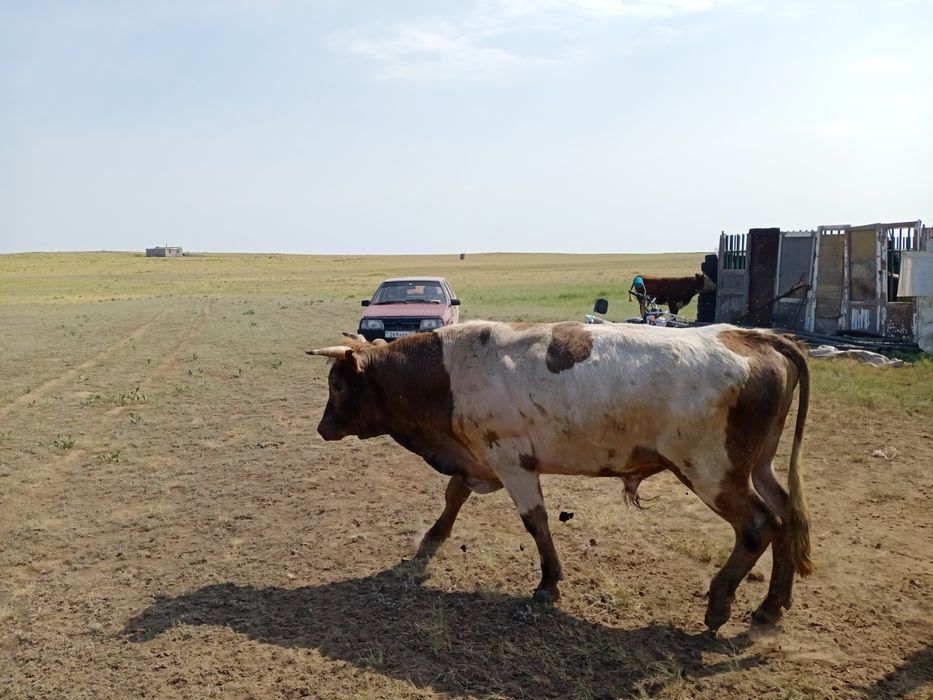 Продам трёх годовалого Быка