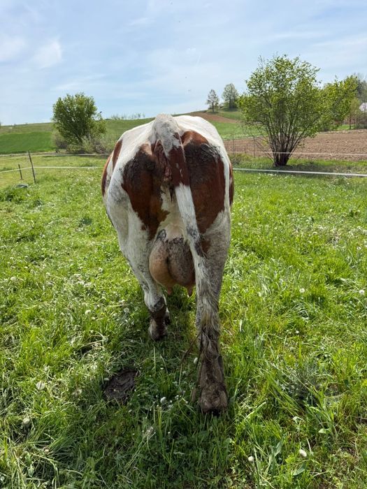 Vand vaca de 4 ani cu 30 litri lapte garantat