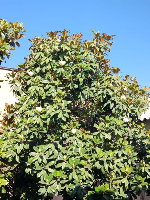 Magnolya daraxt sotiladi 12 yili