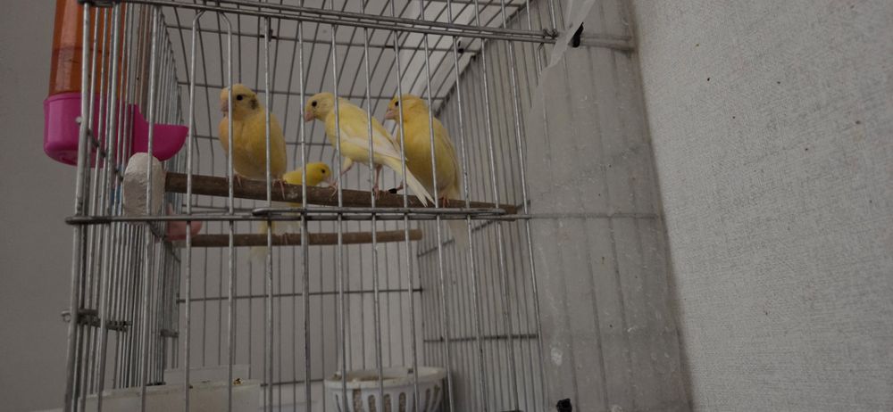 Канарейка сотилащи