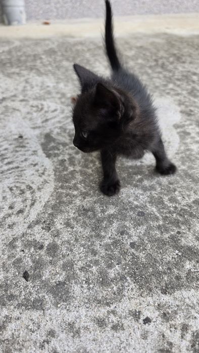 Donez pui pisica, pisicute calico