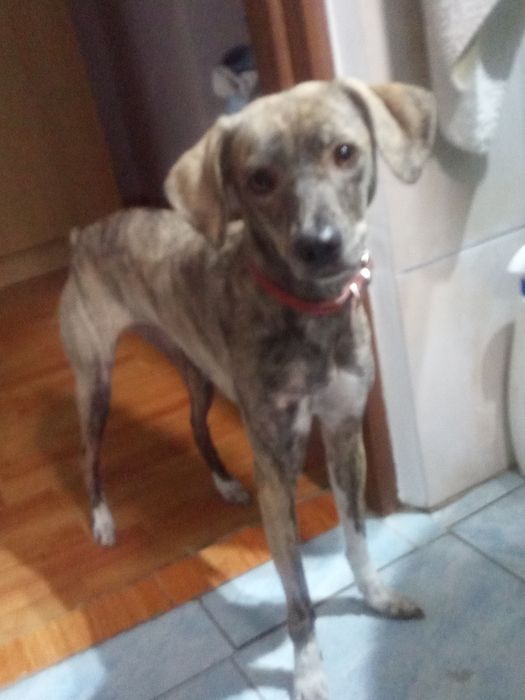 Dau in adopți. Metis cu ogar 1 an