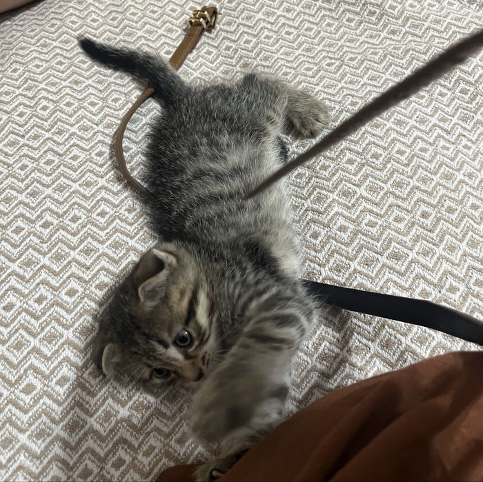Вислоухий Скотиш Фолд котенок