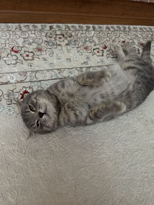 Шотландский мысық