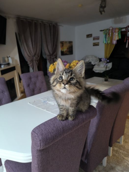 Pui Maine Coon de vanzare