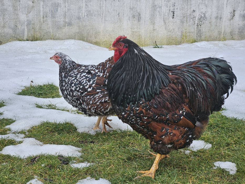 Vand sau schimb Pauni si femele maturi! Si familii Wiandotte