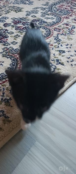 Котята в хорошие руки