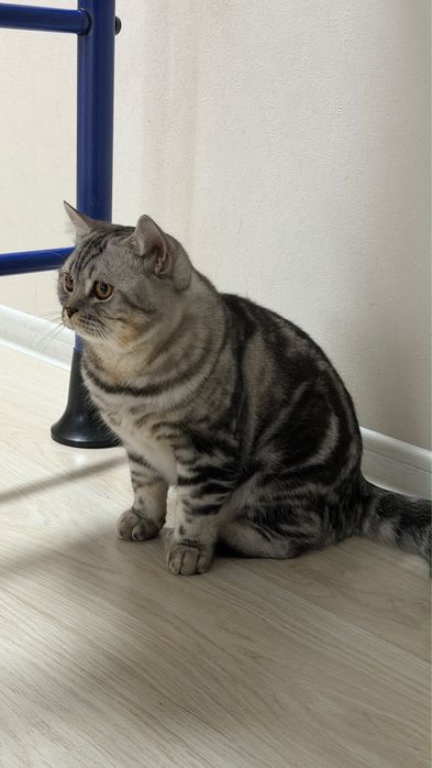 Котенок скотиш страйт