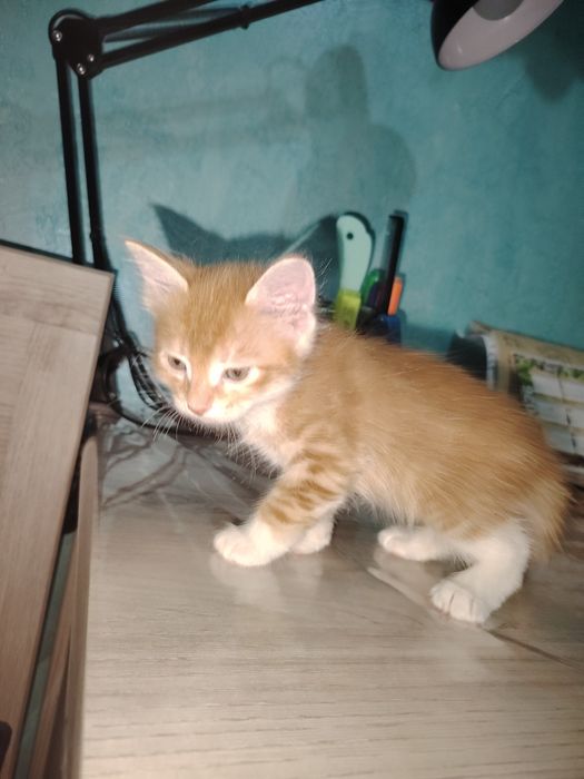 Продам. За символическую цену.