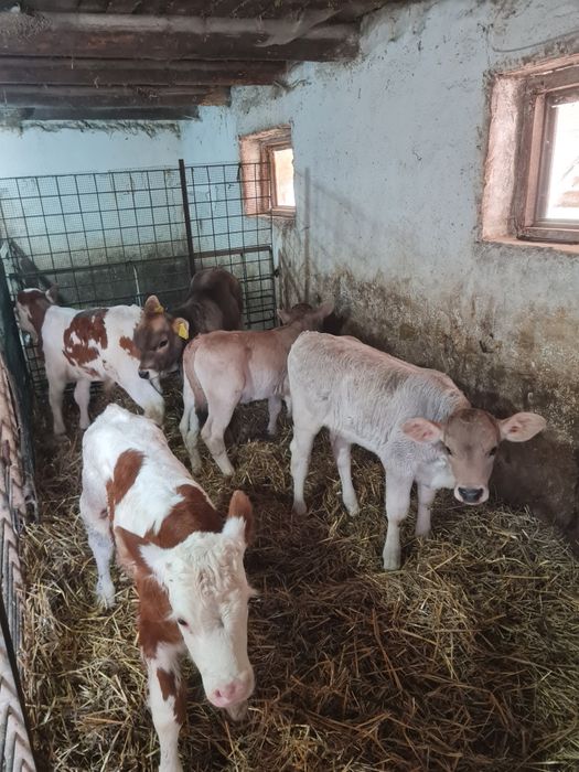 Vând viței masculi