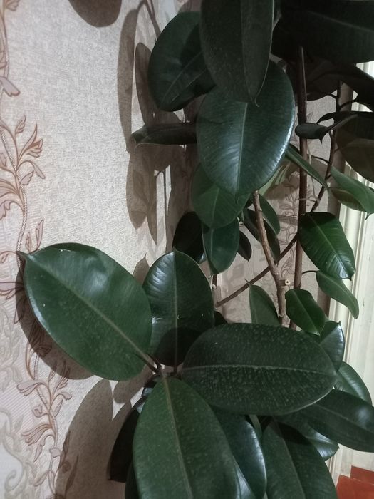 Фикус кора шахзода 2.5 м