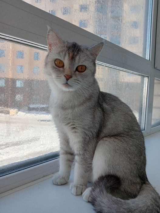 Кошка серый цвета