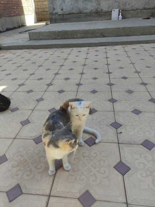 отдам котят в хорошие руки