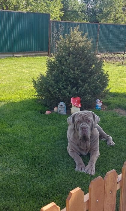 Вязка неаполитанский мастиф.