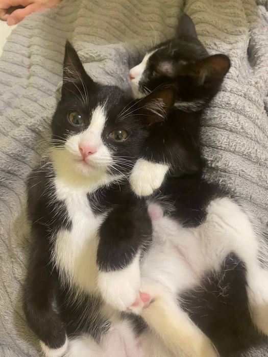 отдаю котят в добрые руки