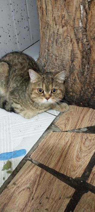 Кот отдам на хороший руки