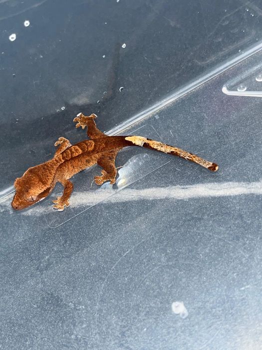 pui de crested gecko
