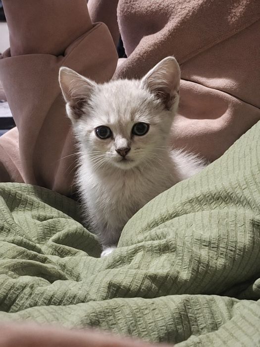 Отдам котёнка в хорошие и добрые руки