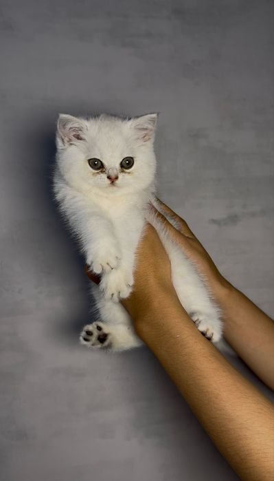 Британский пойнт шиншилла