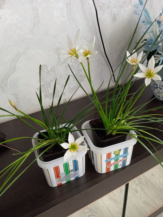 Продам зефирантус