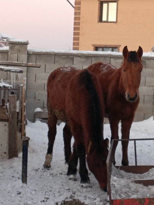 Тай, Қосшыда тұр.Тайлар.