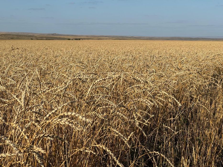 Продам сельское хозяйство