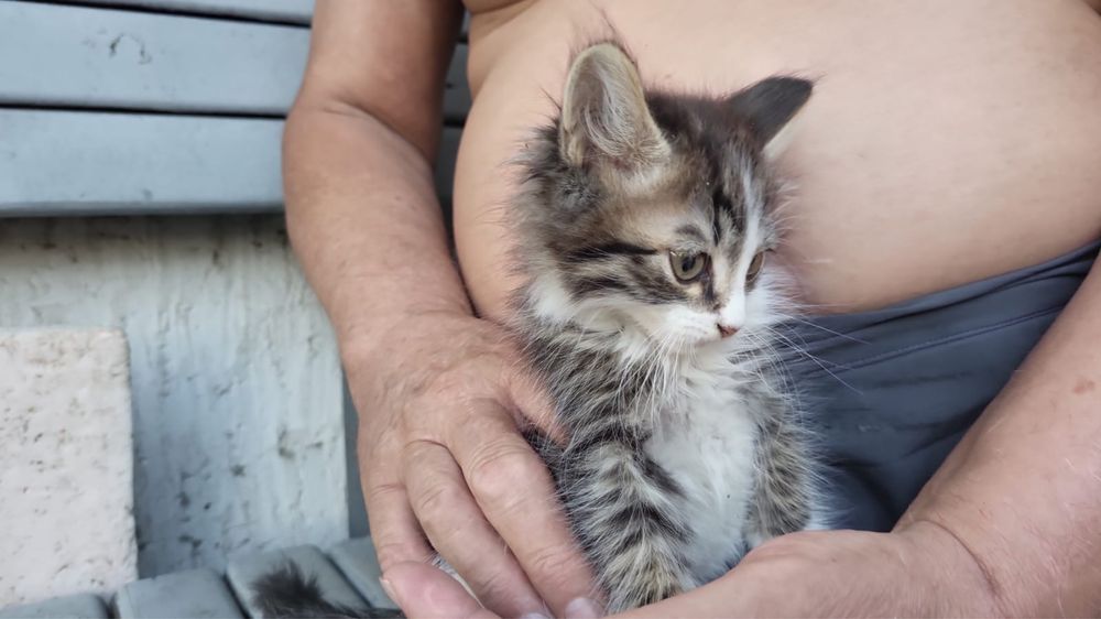 Котенок крысолов